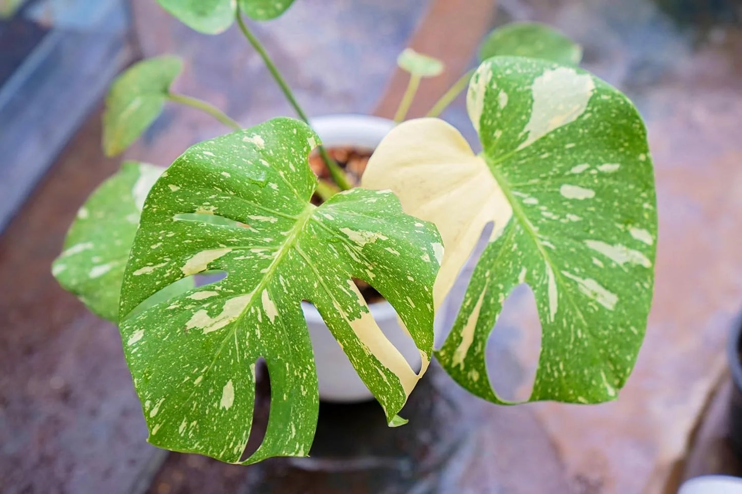 Thai constellation monstera - live plant in a 4 inch nursery pot - monstera deliciosa 'thai constellation' - extremely rare indoor houseplant