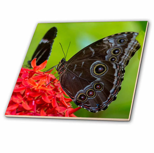 Blue morpho butterfly in key west, florida, usa 12 inch ceramic tile ct-230474-4