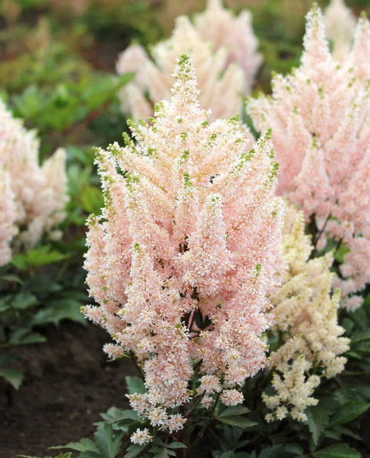 Younique salmon astilbe - 3 root divisions