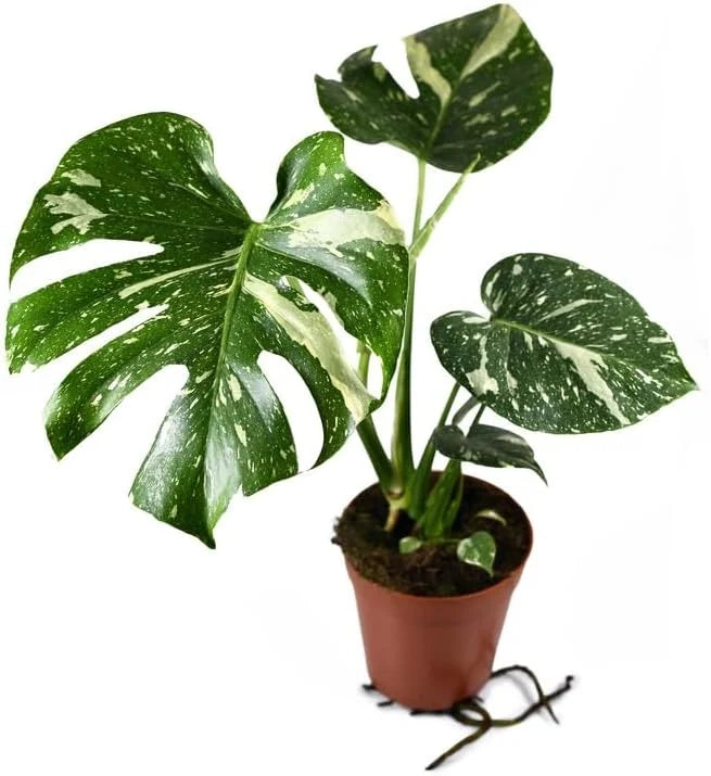 Thai constellation monstera - live plant in a 4 inch nursery pot - monstera deliciosa 'thai constellation' - extremely rare indoor houseplant