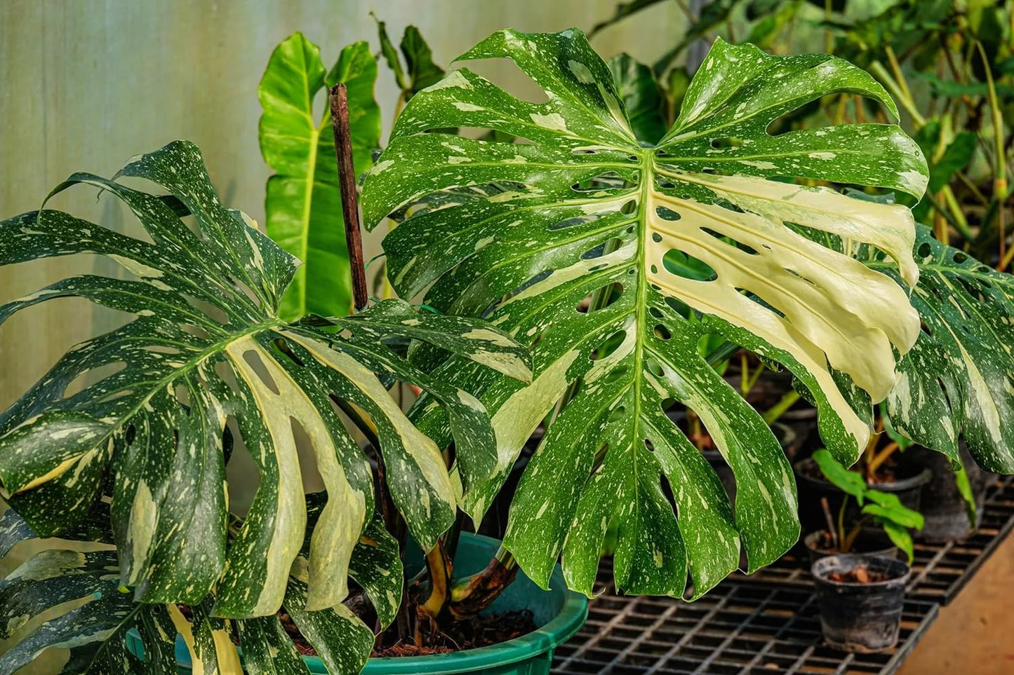 Thai constellation monstera - live plant in a 4 inch nursery pot - monstera deliciosa 'thai constellation' - extremely rare indoor houseplant